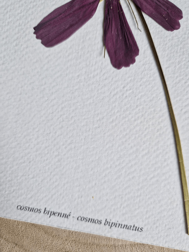 Herbier "Harmonie" fleur séchée et pressée