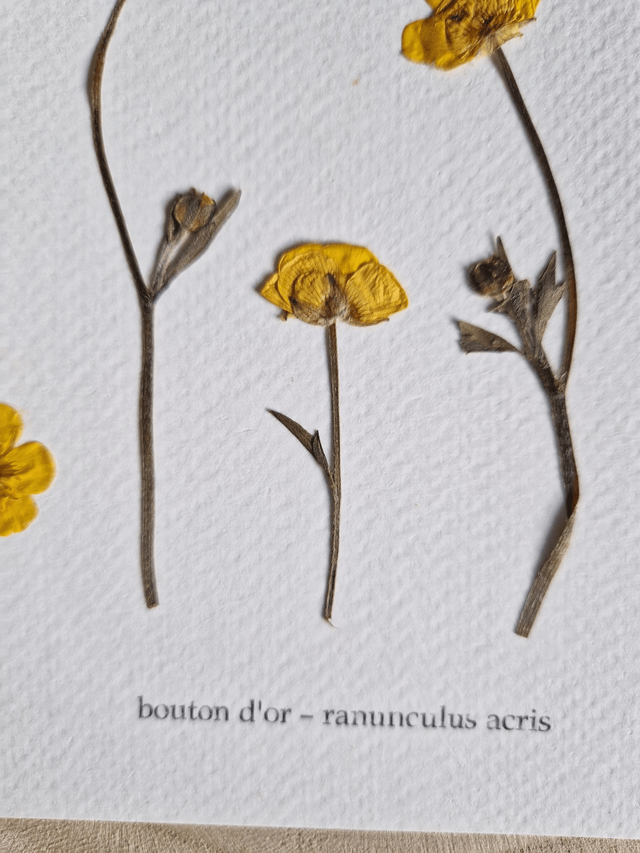 Herbier "Joie "fleurs séchées et pressées