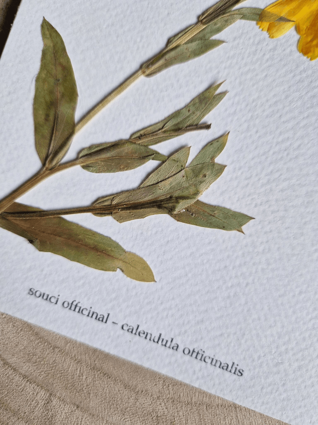 Herbier "Espoir" fleur séchée et pressée
