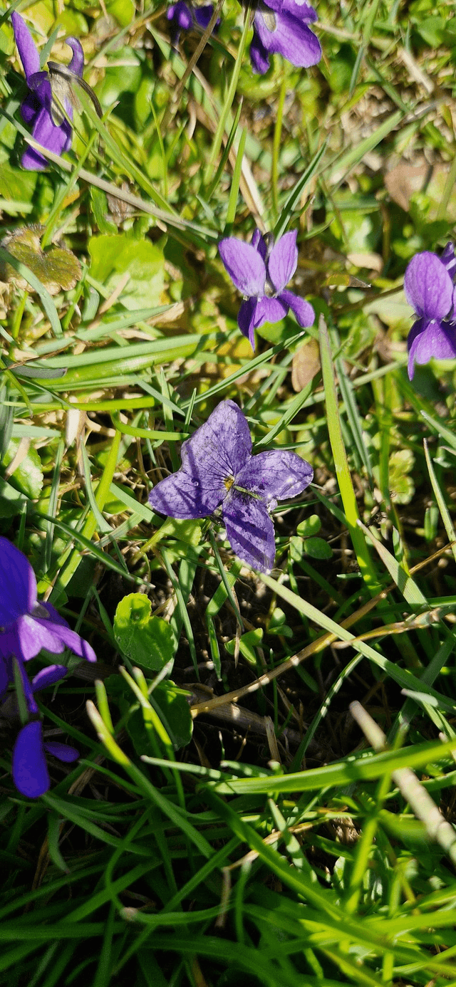 Bague "La violette"  avec une véritable fleur 