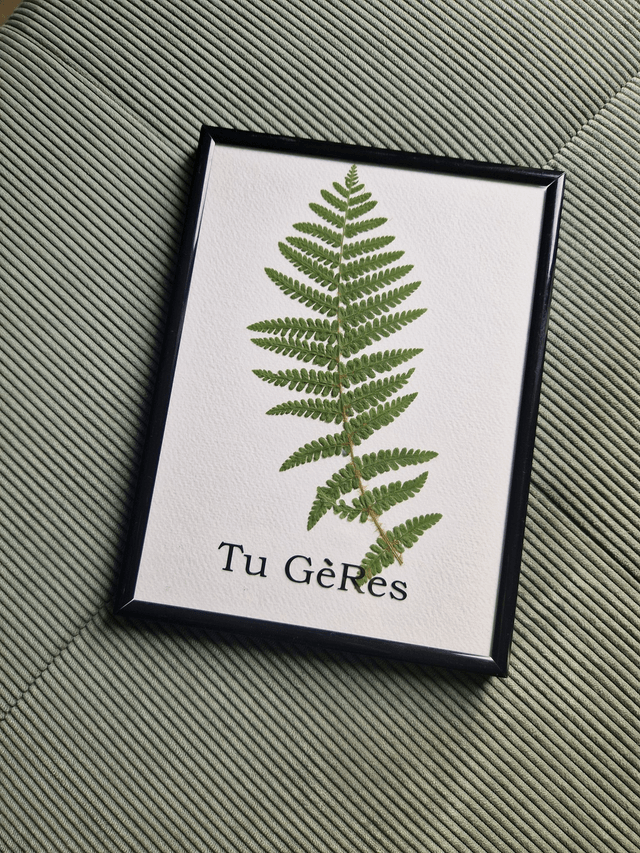 Herbier "Tu Gères" la Fougère