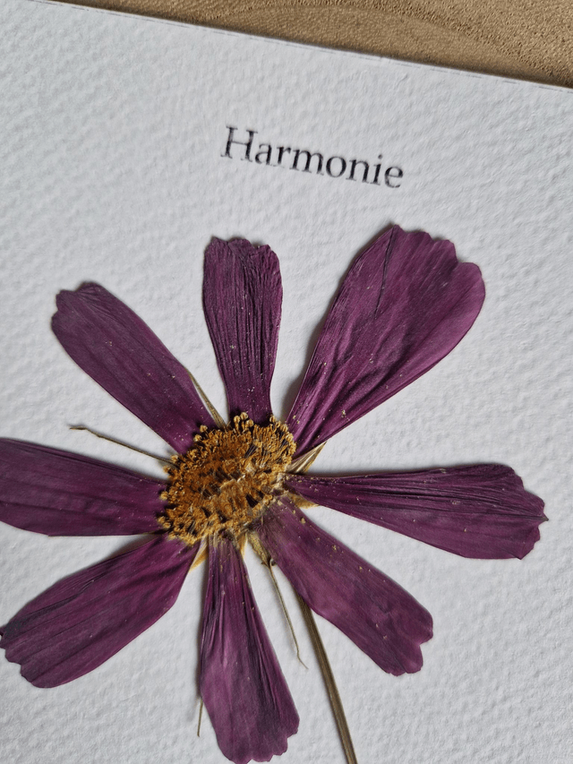 Herbier "Harmonie" fleur séchée et pressée