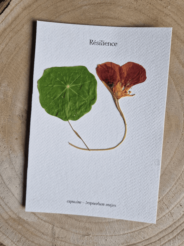 Herbier &quot;Résilience&quot; fleur séchée et pressée 