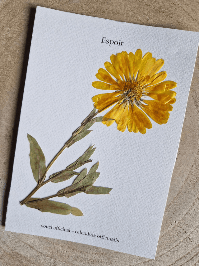 Herbier &quot;Espoir&quot; fleur séchée et pressée