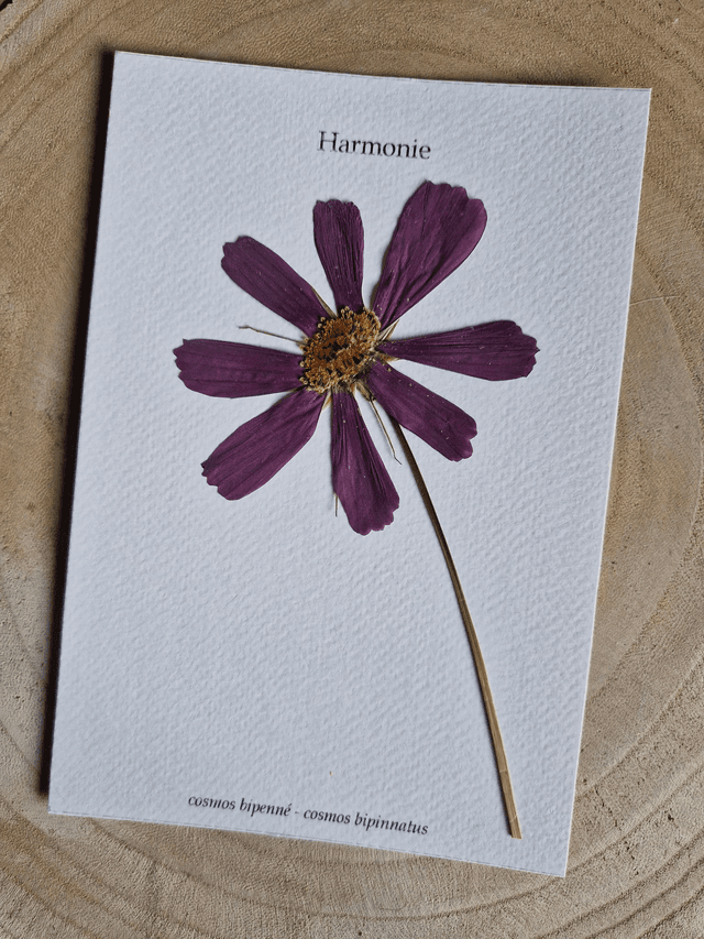 Herbier &quot;Harmonie&quot; fleur séchée et pressée