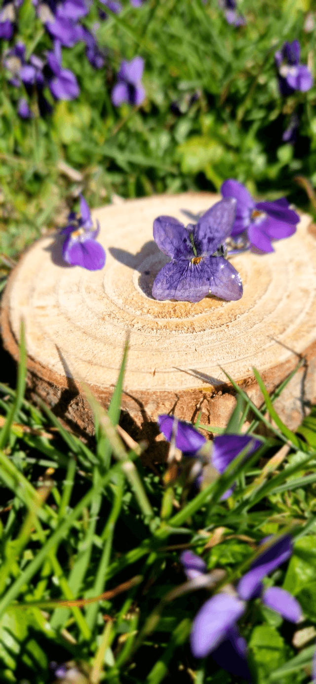 Bague &quot;La violette&quot;  avec une véritable fleur 