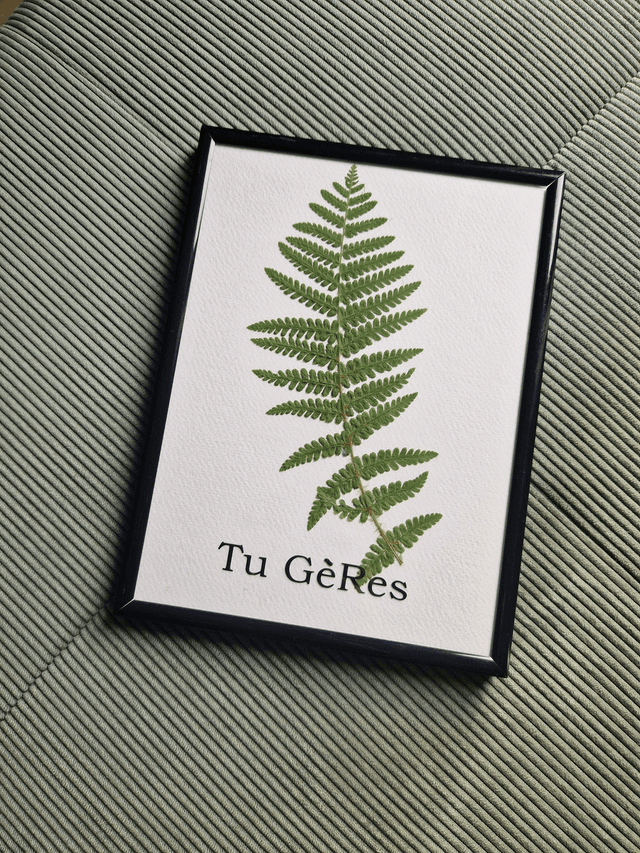 Herbier &quot;Tu Gères&quot; la Fougère